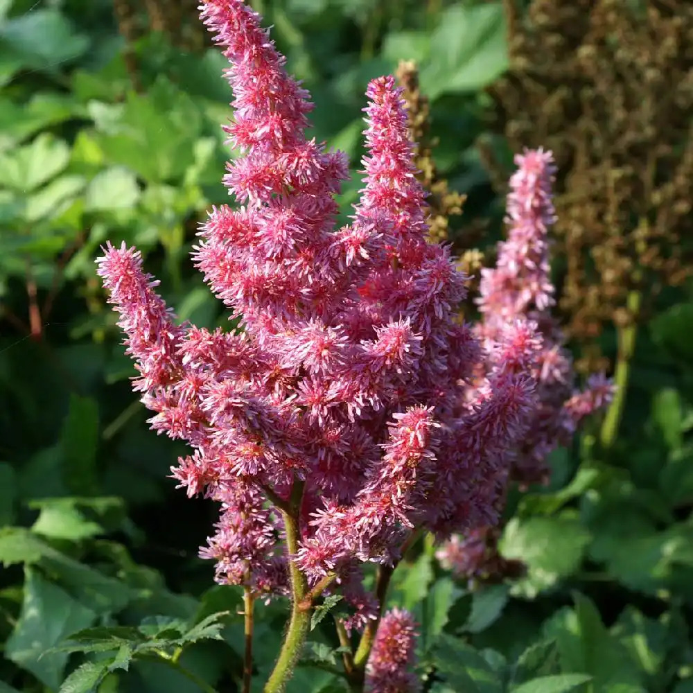 ASTILBE chinensis 'Visions'