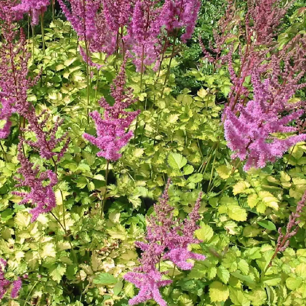 ASTILBE 'Color Flash Lime' ® ('Beauty of Lisse')