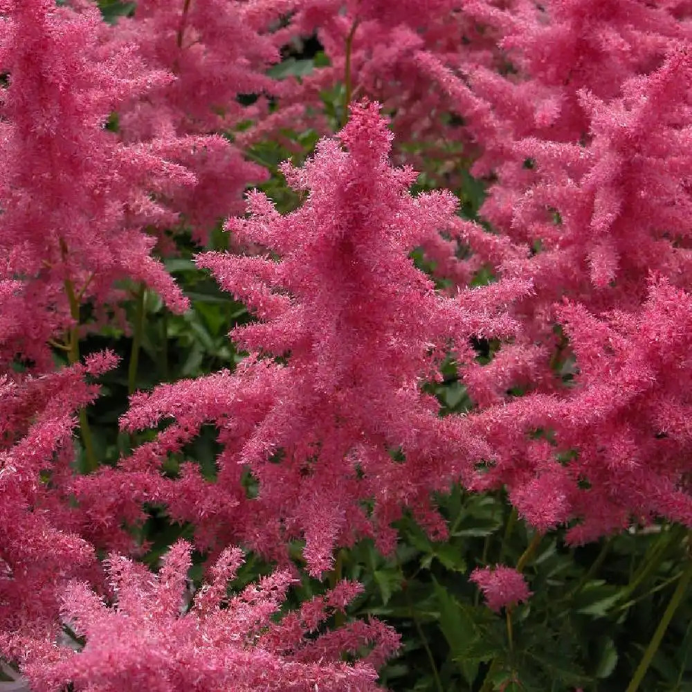 ASTILBE 'Federsee'