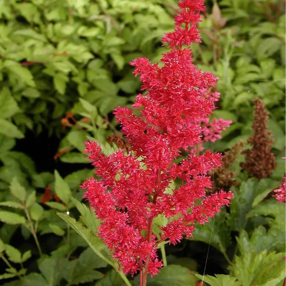 ASTILBE 'Gertrud Brix'