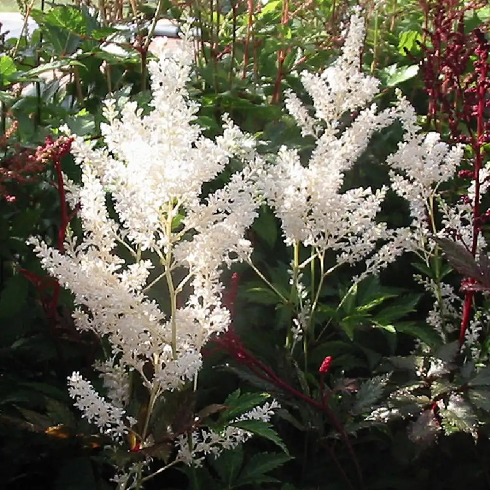 ASTILBE 'Gladstone' (Japonica Group)