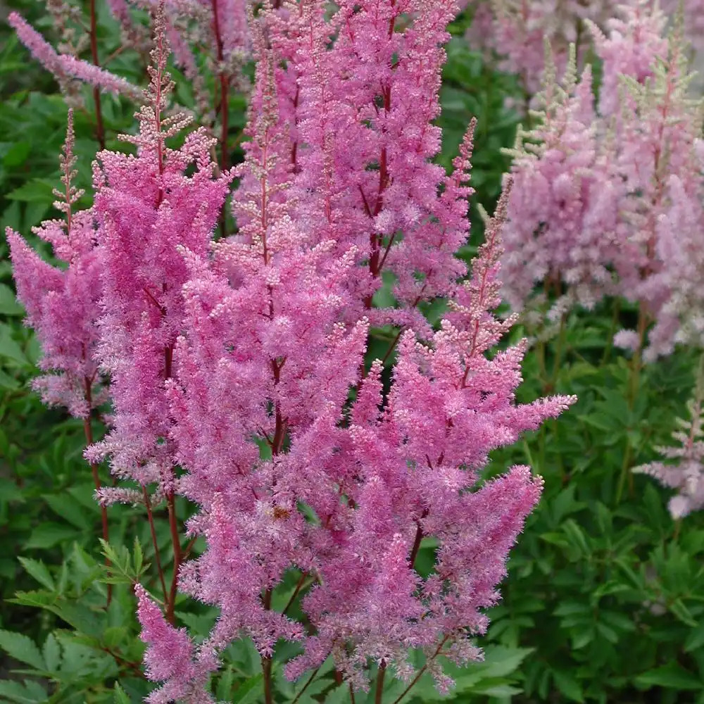 ASTILBE 'Hyazinth'