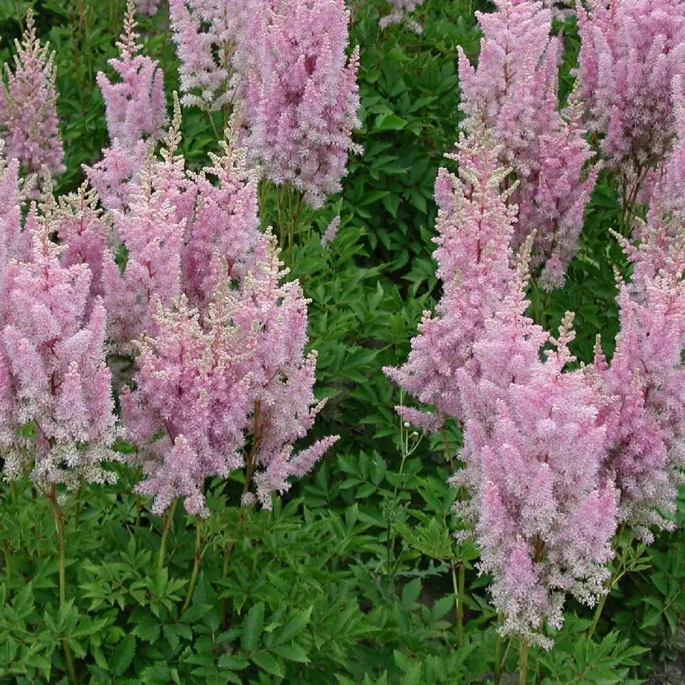 ASTILBE 'Junon' (Japonica Group)