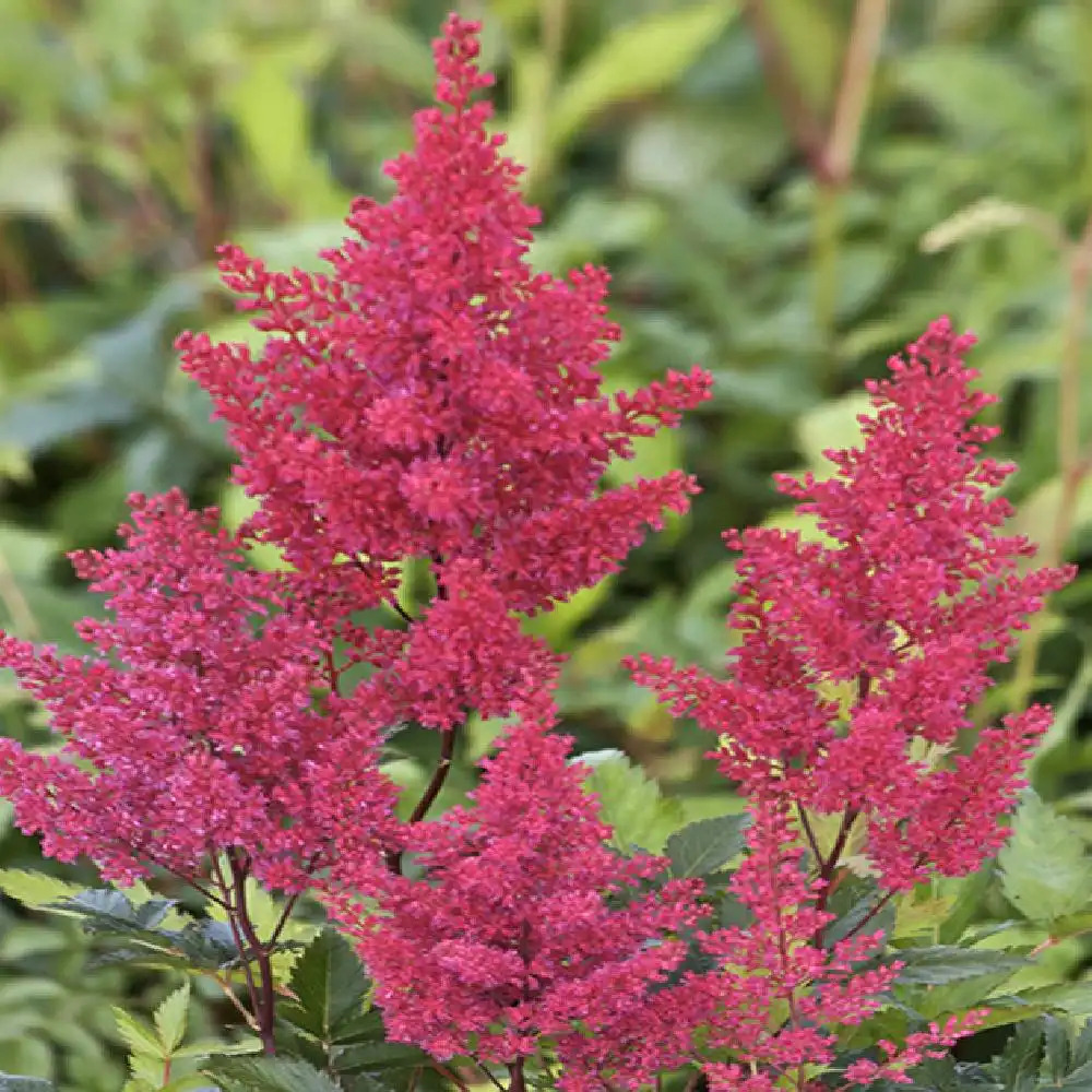 ASTILBE 'Montgomery' (Japonica Group)