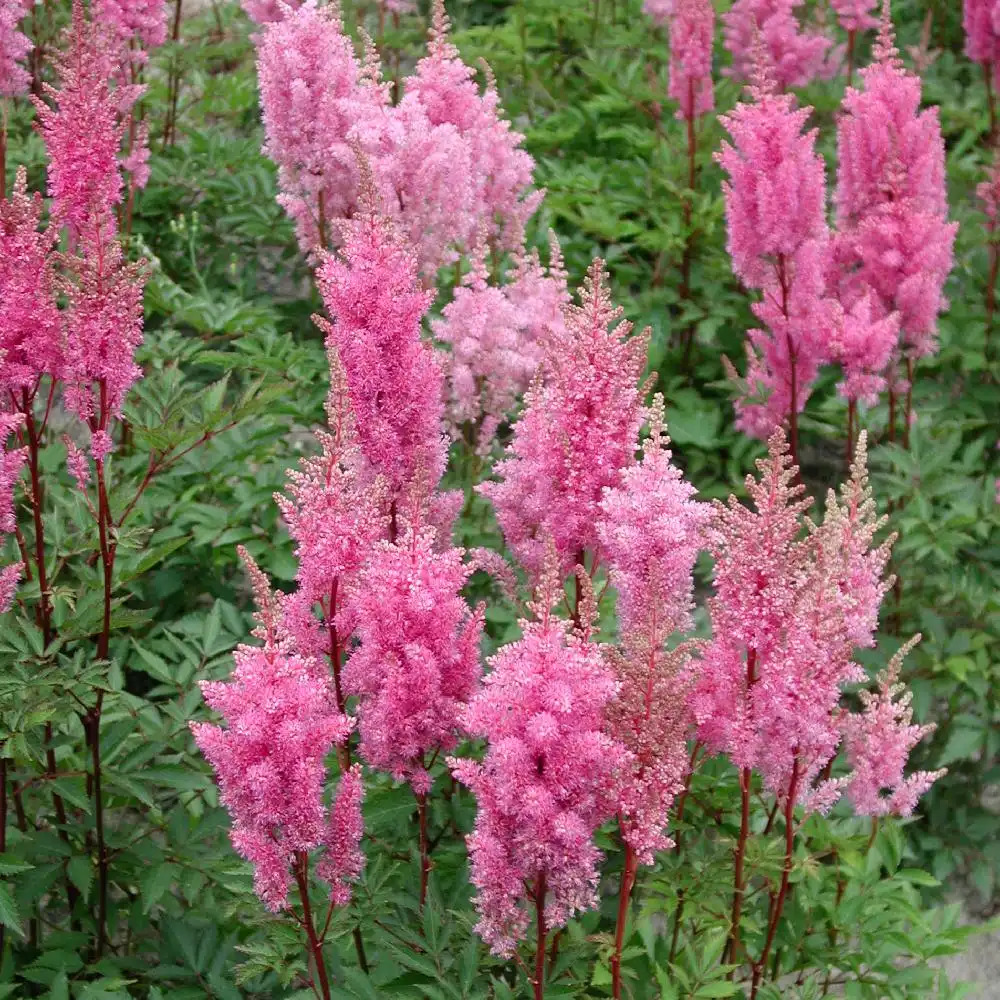 ASTILBE 'Queen Alexandra' (Japonica Group)