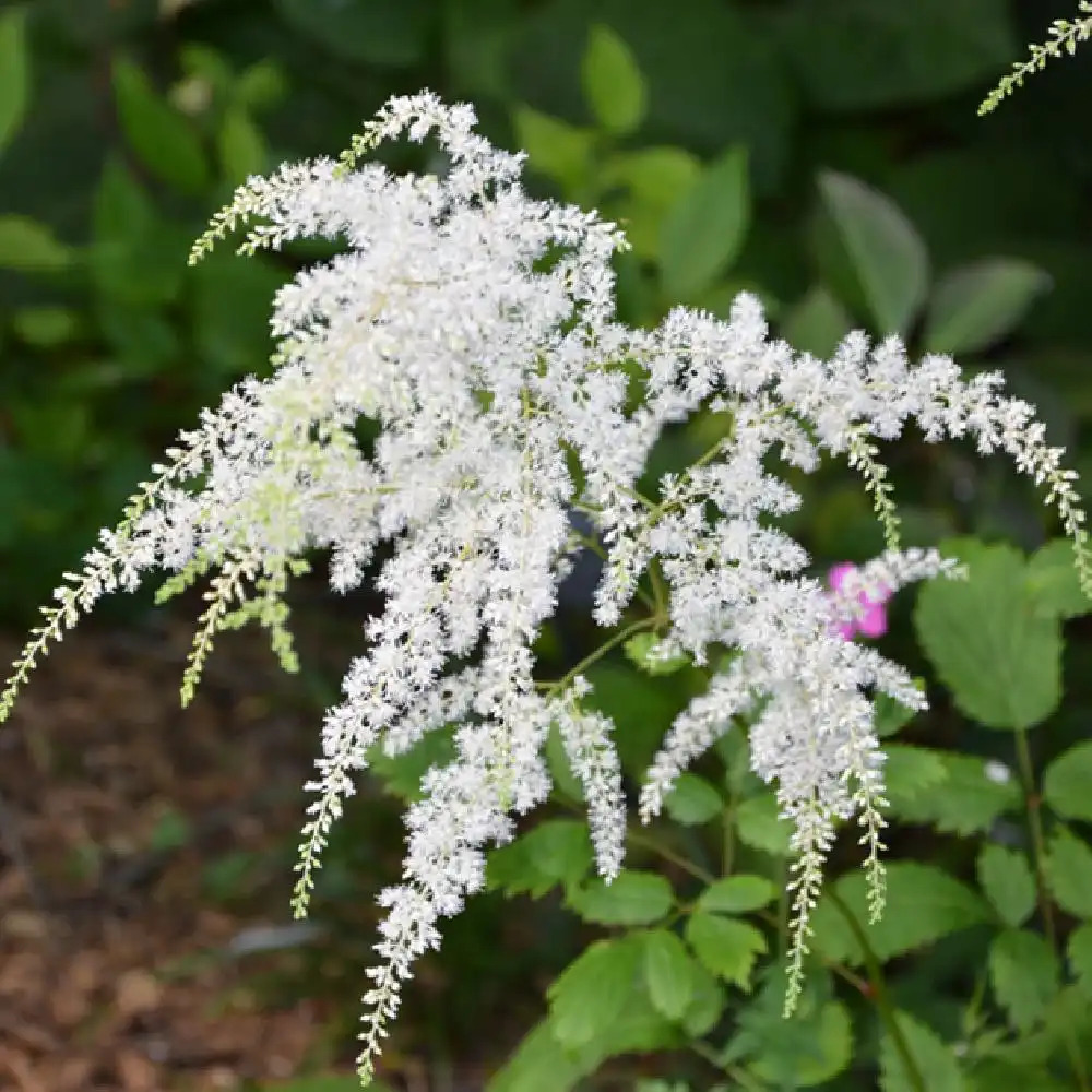 ASTILBE 'Van der Wielen' (Thunbergii Group)