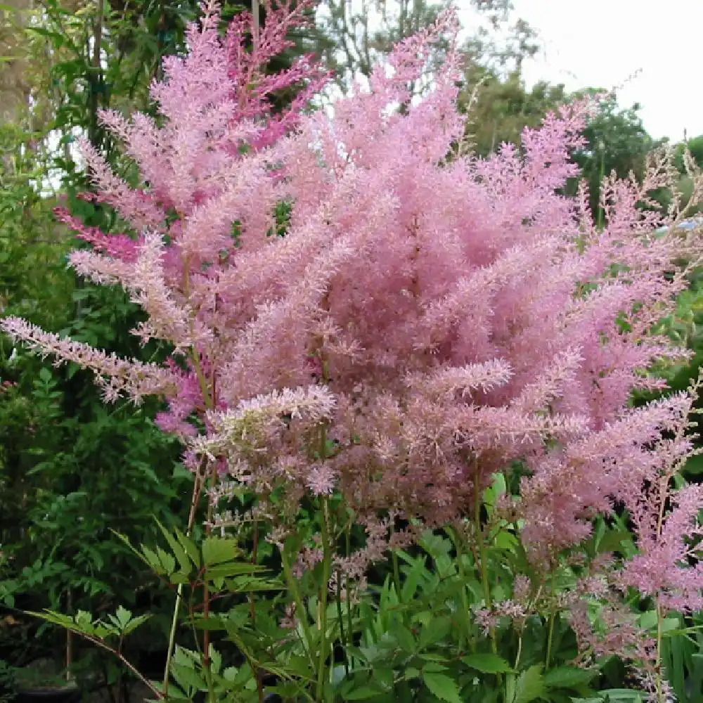 ASTILBE 'Venus'