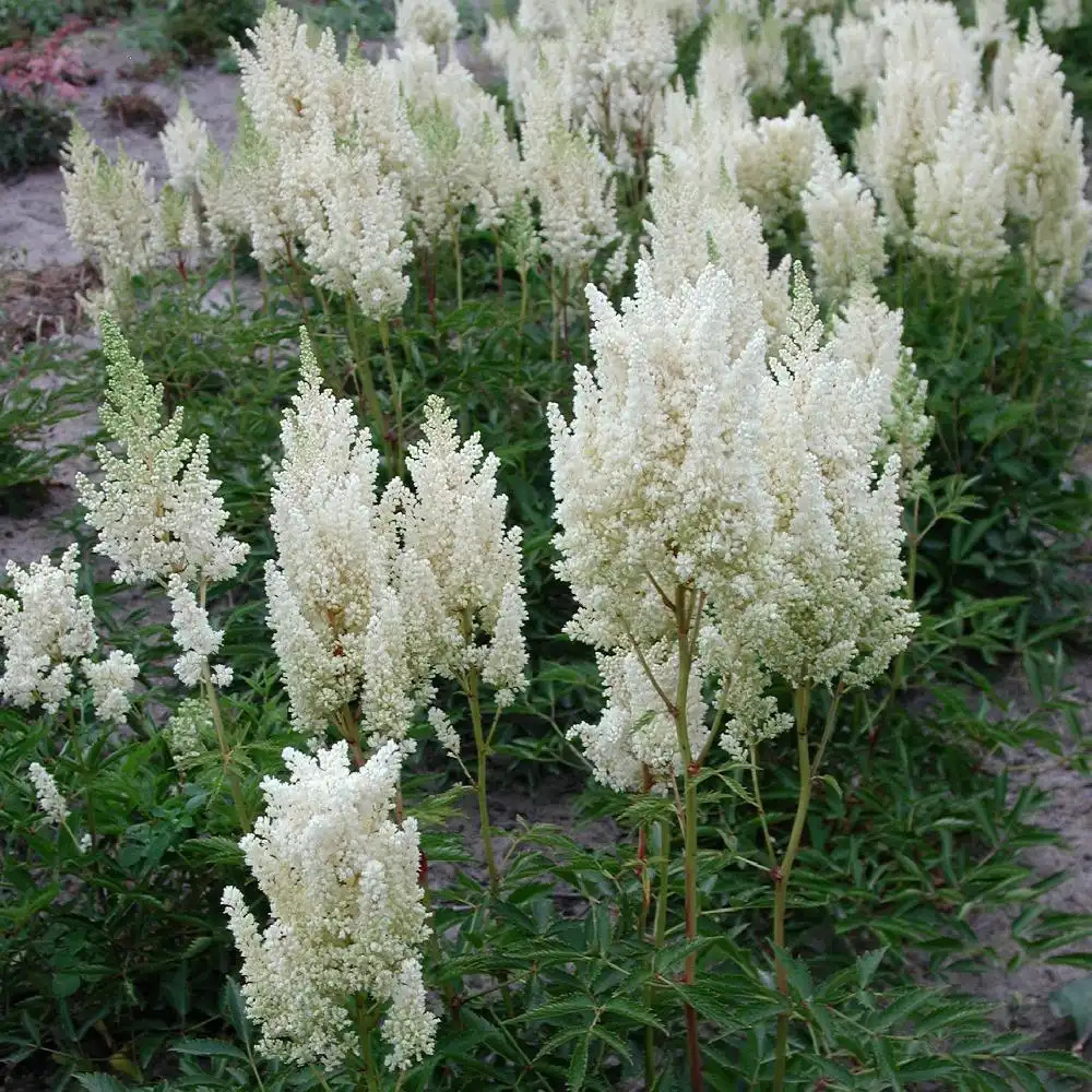 ASTILBE 'Weisse Gloria'