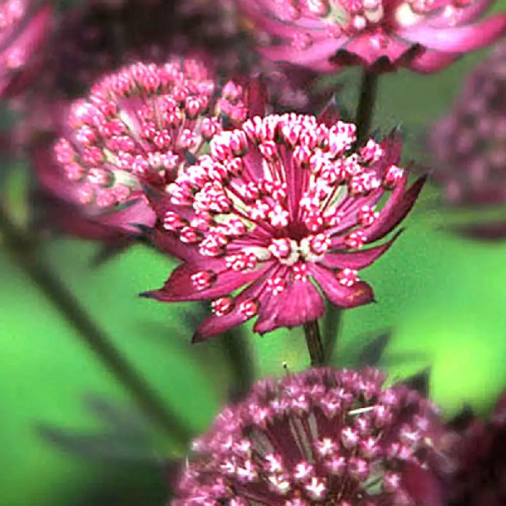 ASTRANTIA 'Hadspen Blood'