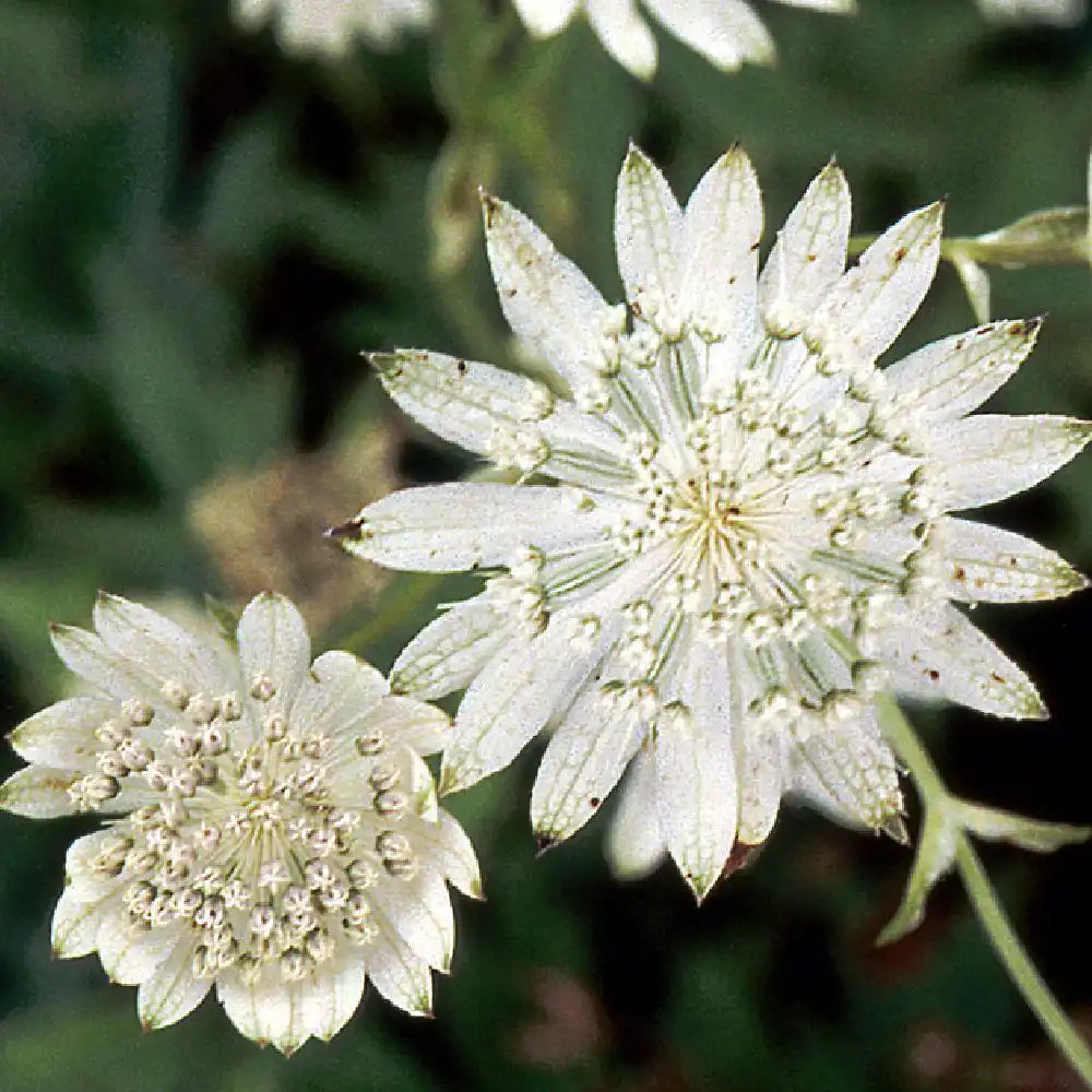 ASTRANTIA major 'Alba'