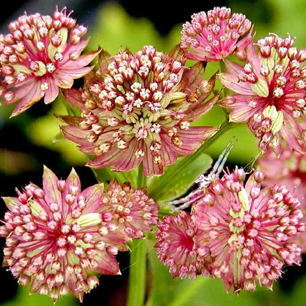 ASTRANTIA major 'Lars'