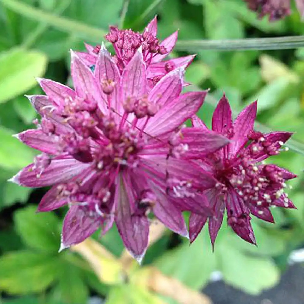 ASTRANTIA major 'Milano'