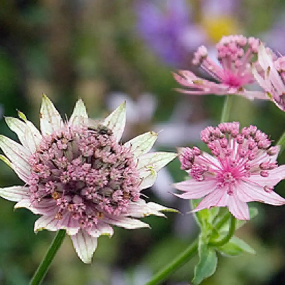 ASTRANTIA major 'Pink Pride'