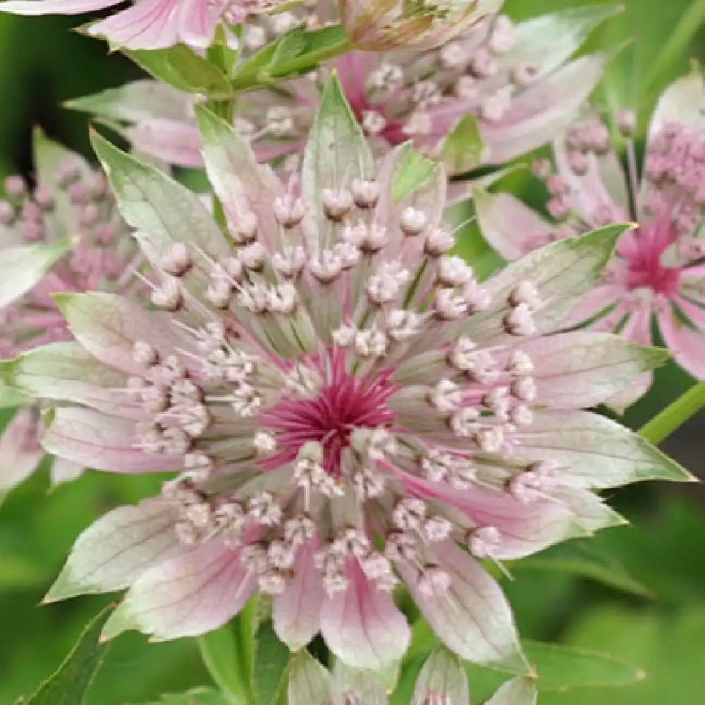 ASTRANTIA major 'Pink Sensation'