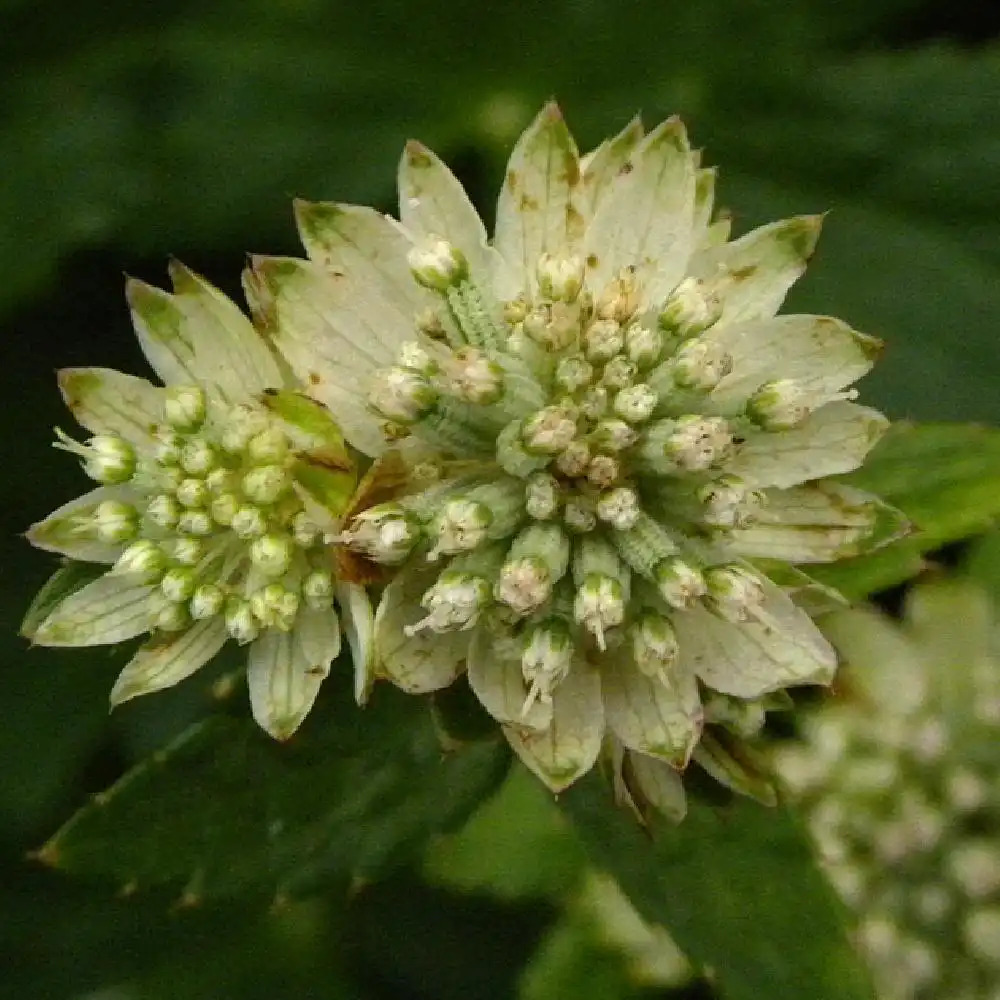 ASTRANTIA major 'Star of Billion'