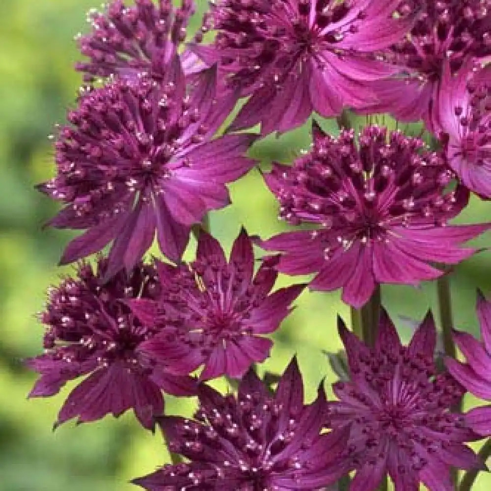 ASTRANTIA major 'Venice'®