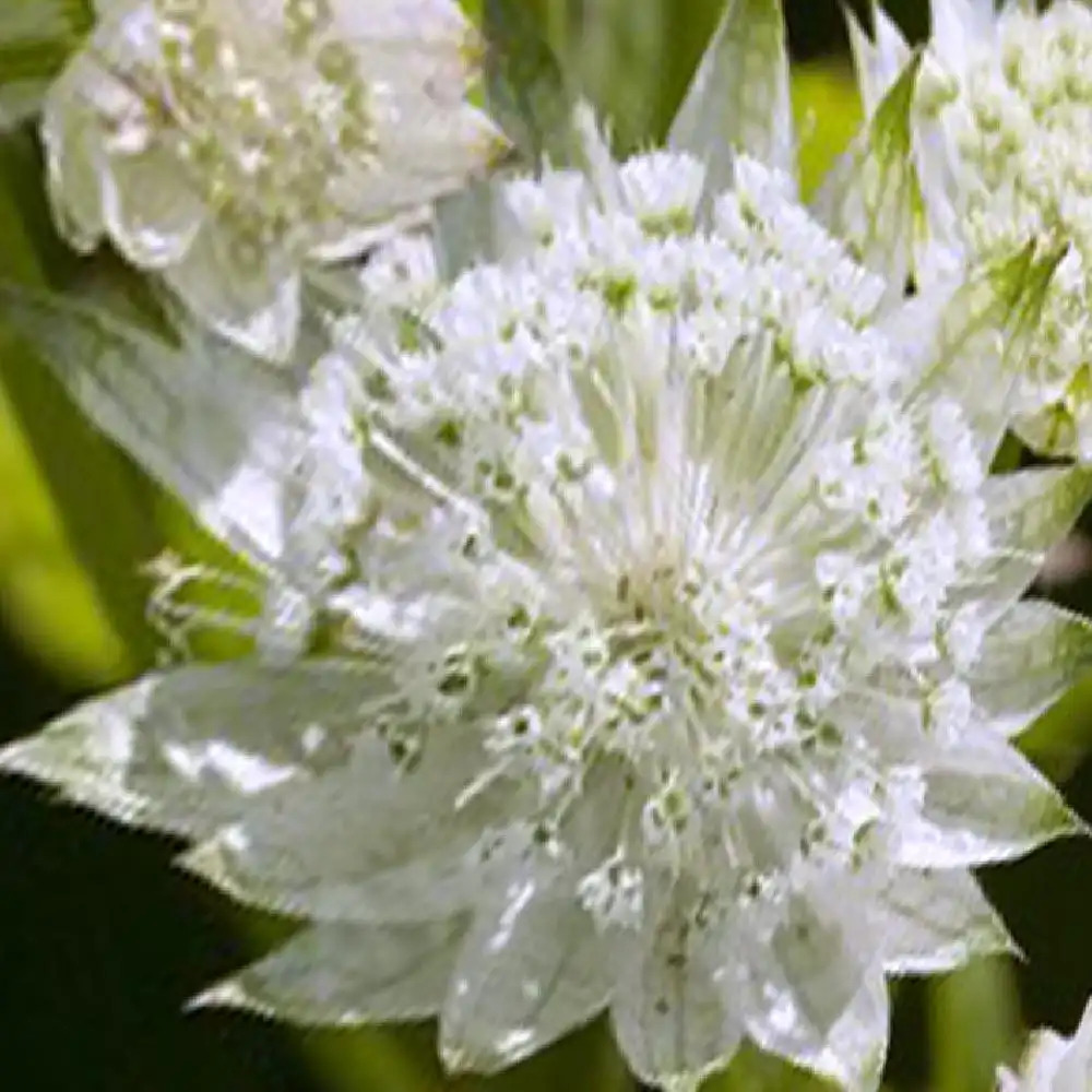 ASTRANTIA major 'White Angel'