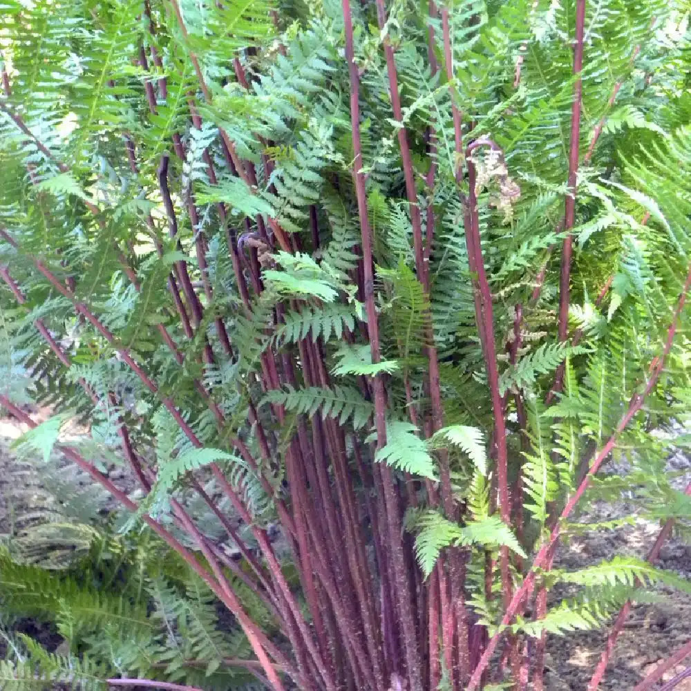 ATHYRIUM filix-femina 'Lady in Red'