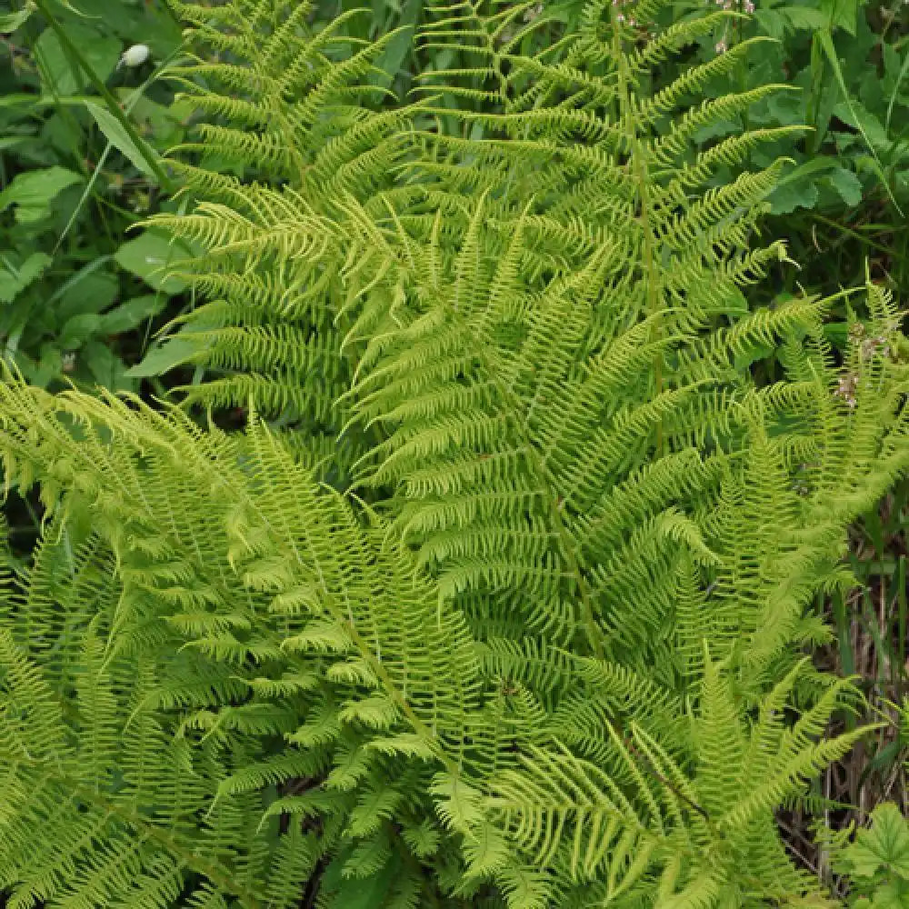 ATHYRIUM filix-femina