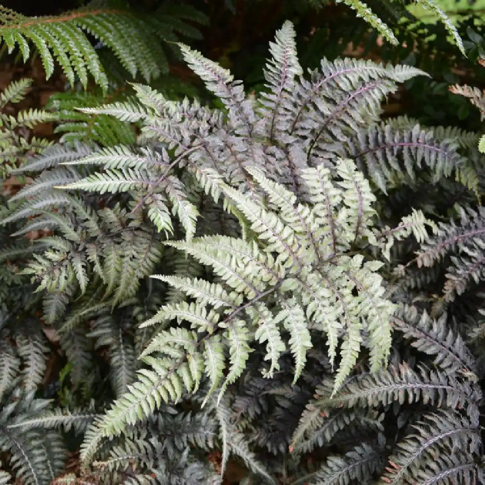 ATHYRIUM niponicum var. pictum (A. nip. 'Metallicu