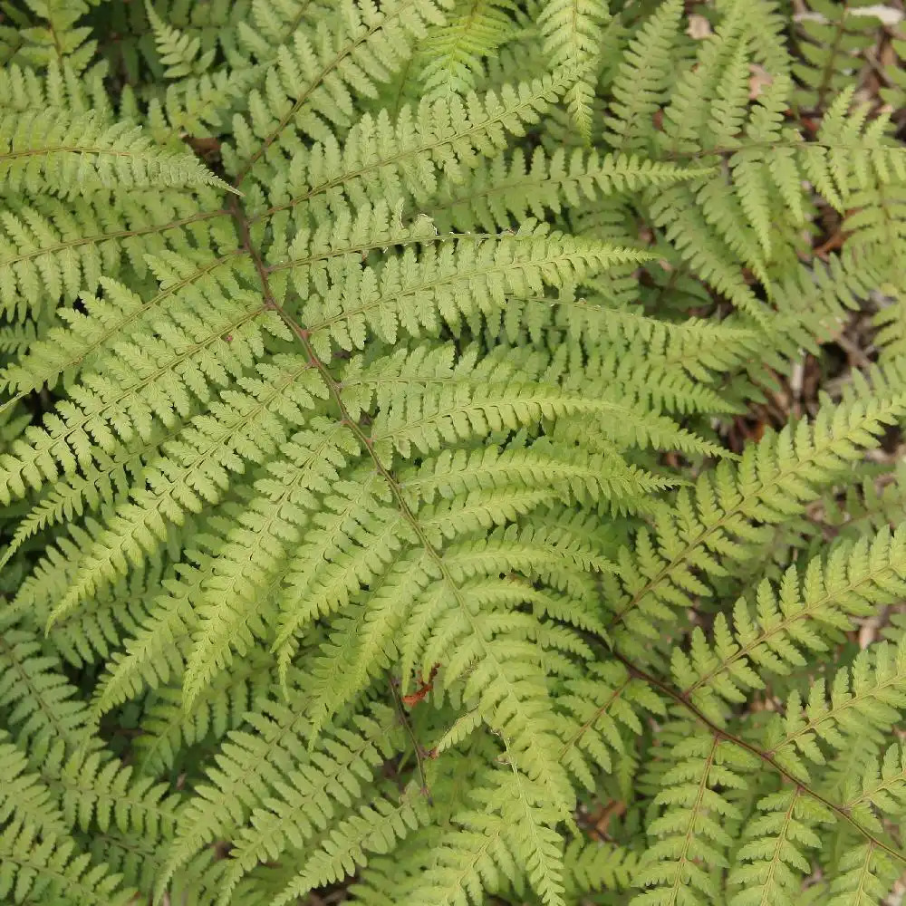 Athyrium filix-femina: fougère femelle. Fougères d'extérieur