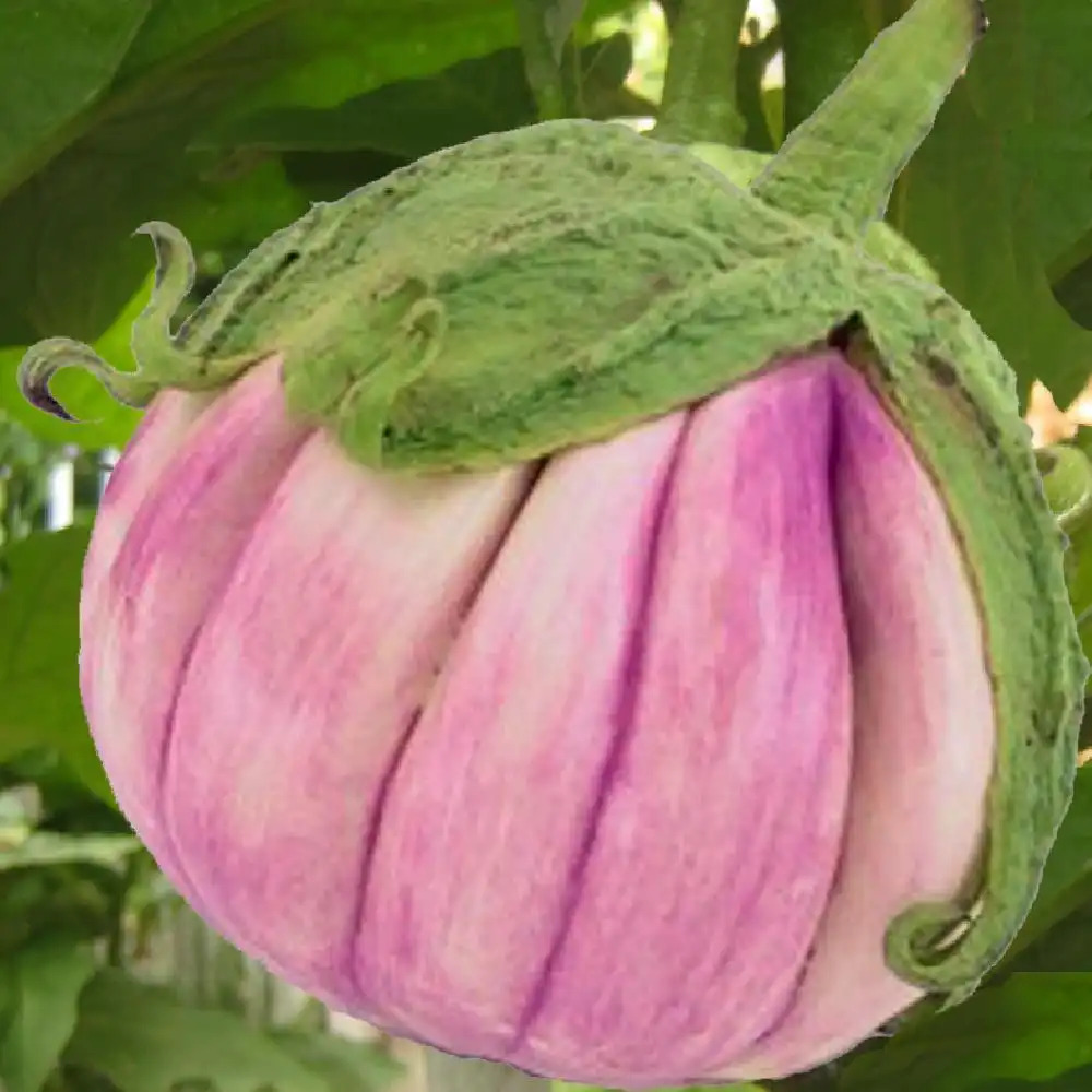 AUBERGINE Rosa Bianca