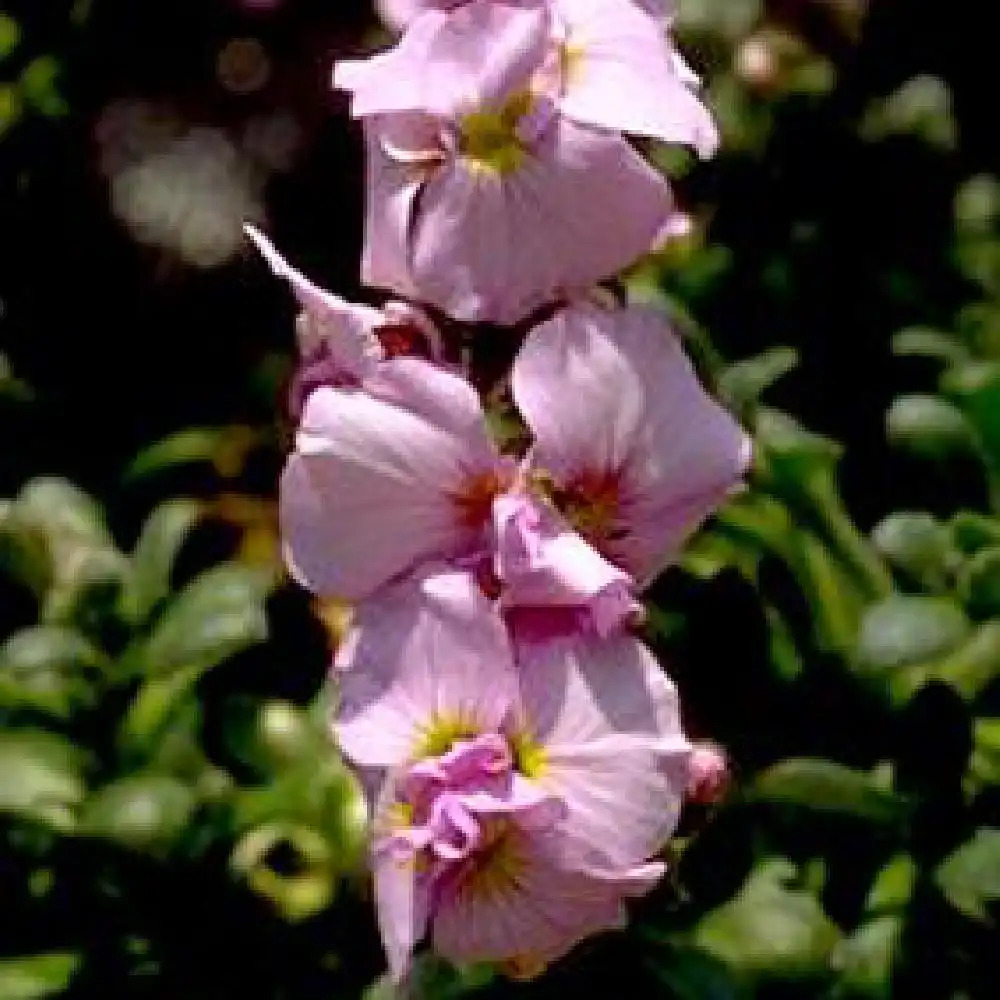 AUBRIETA 'Alsace'