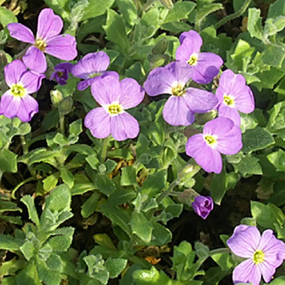 AUBRIETA 'Blue King'