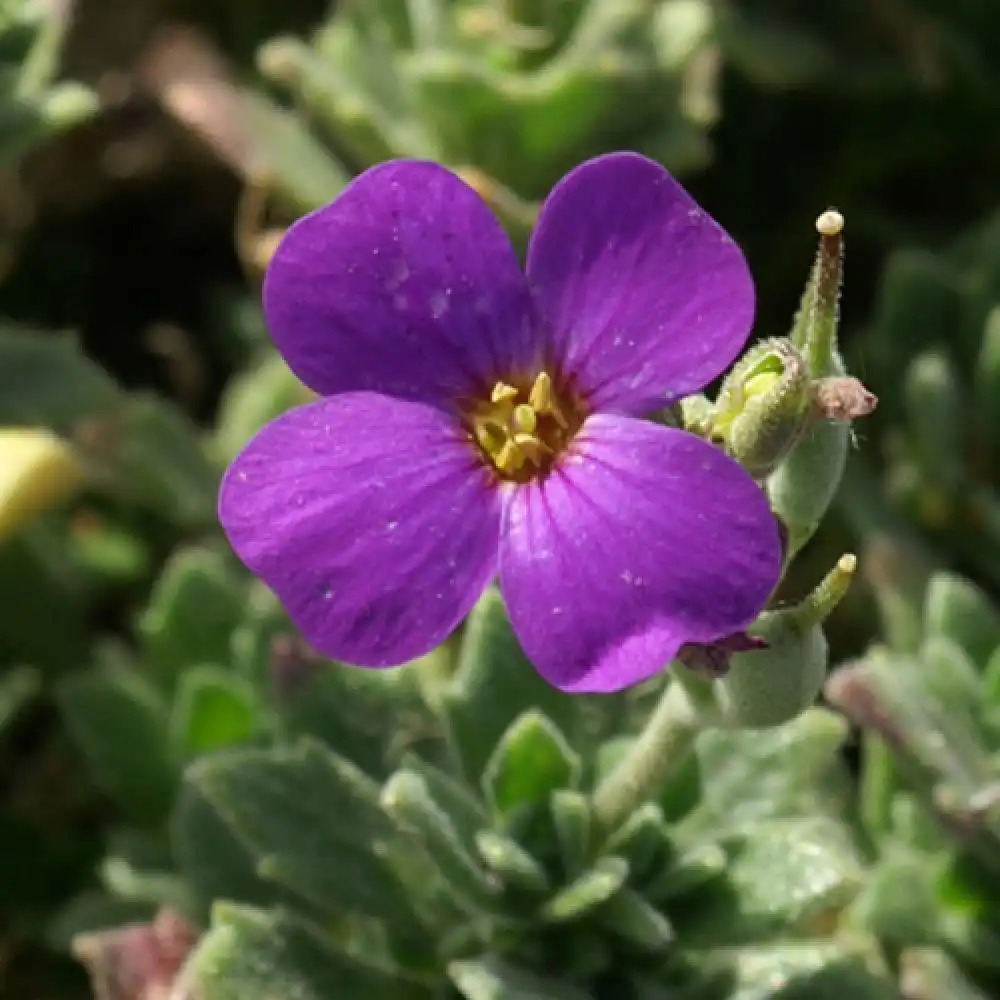 AUBRIETA 'Blaumeise'