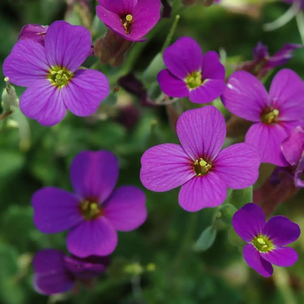 AUBRIETA 'Bressingham Red'