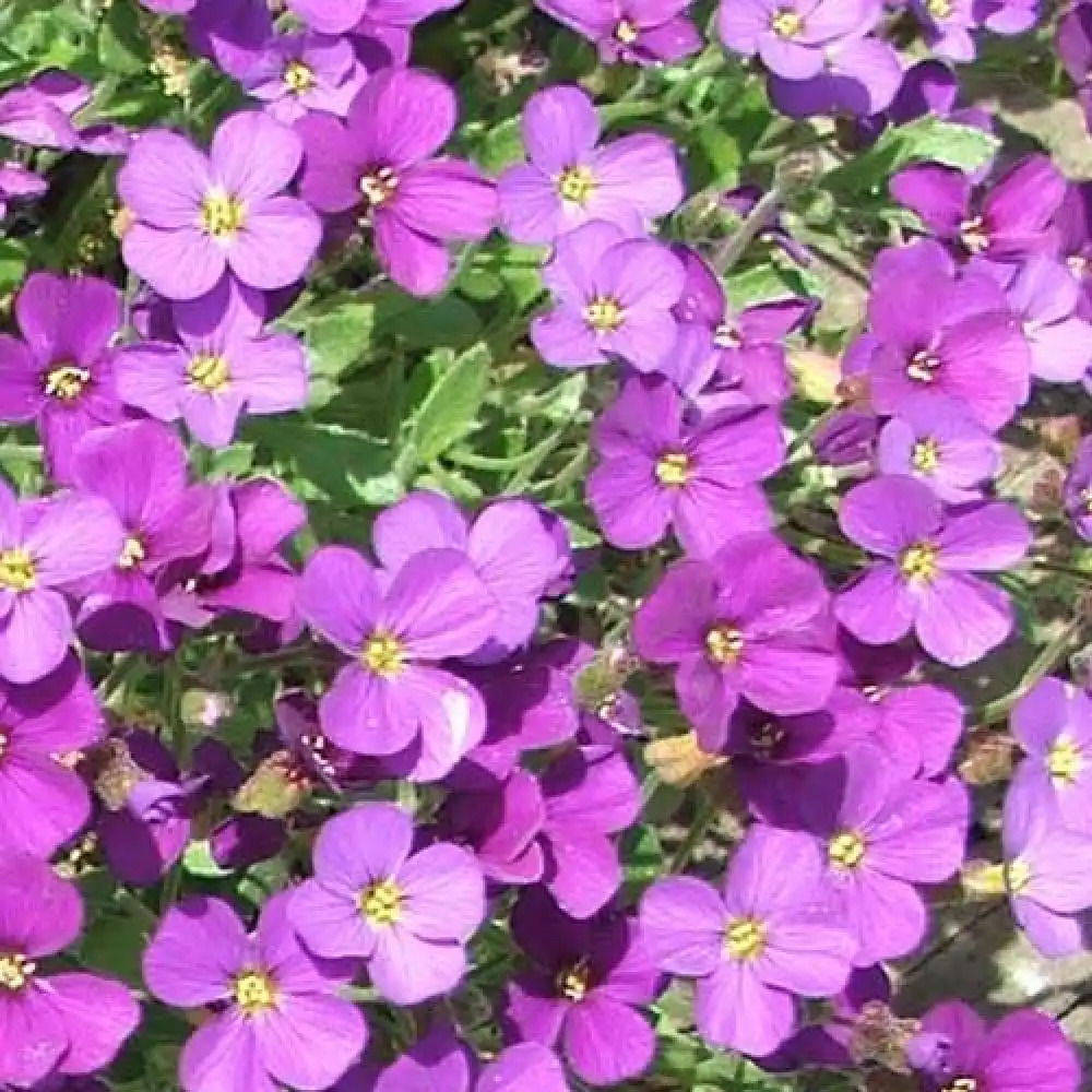 AUBRIETA 'Cascade Purple'