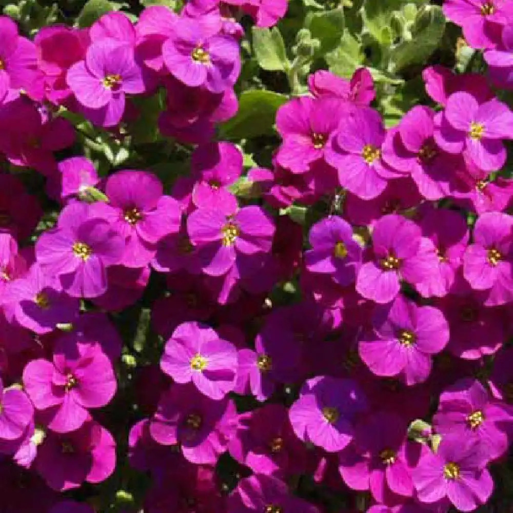 AUBRIETA 'Cascade Red'