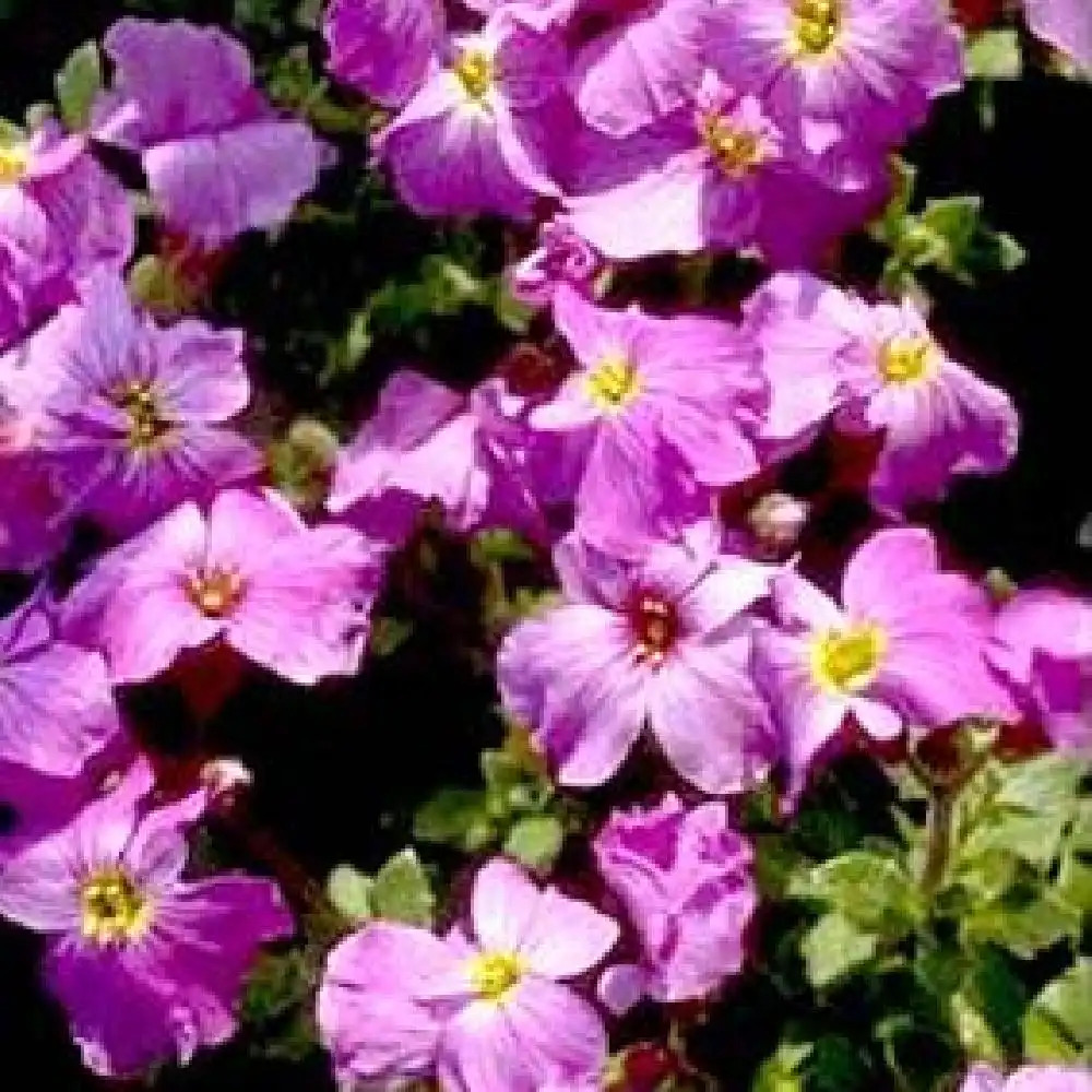 AUBRIETA 'Cosmona'