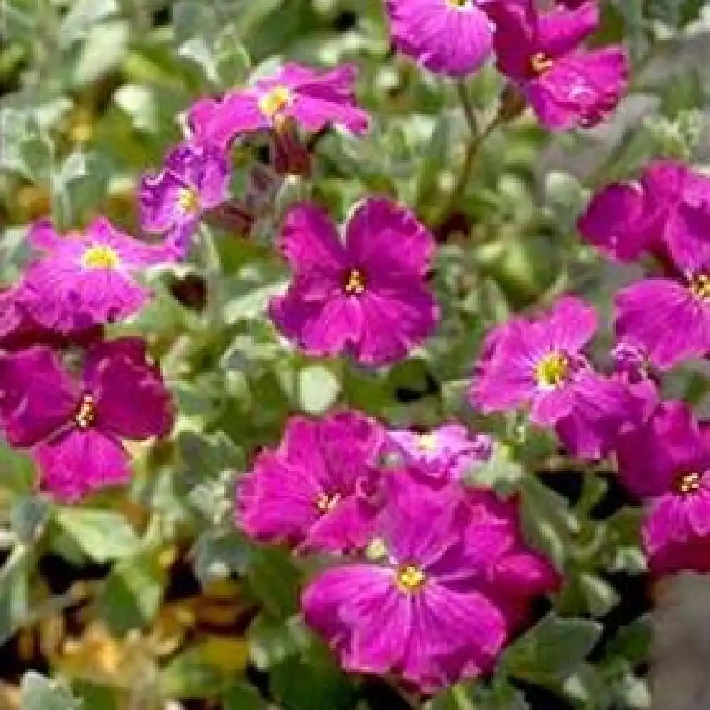 AUBRIETA 'Gurgedyke'