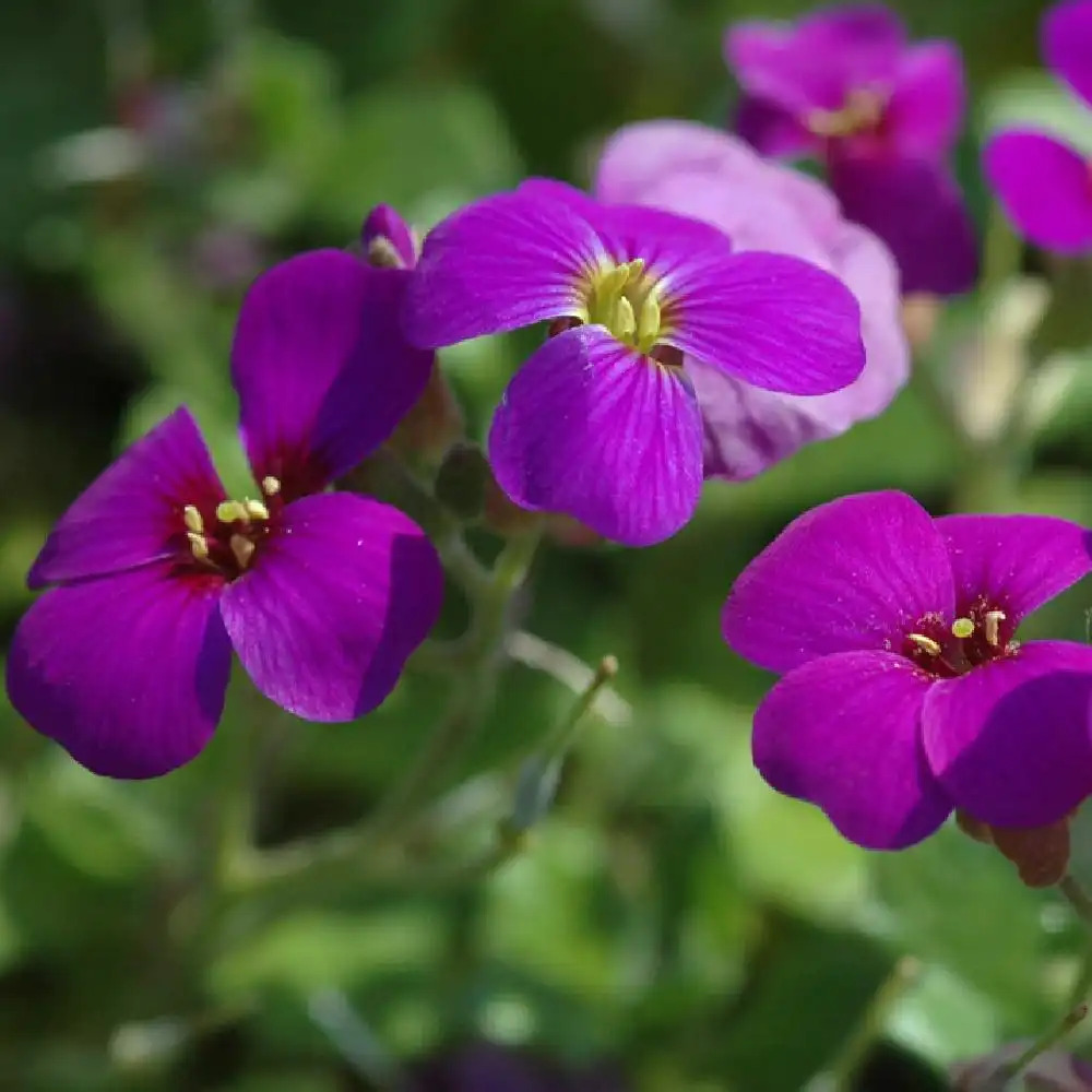 AUBRIETA 'Hamburger Stadtpark'