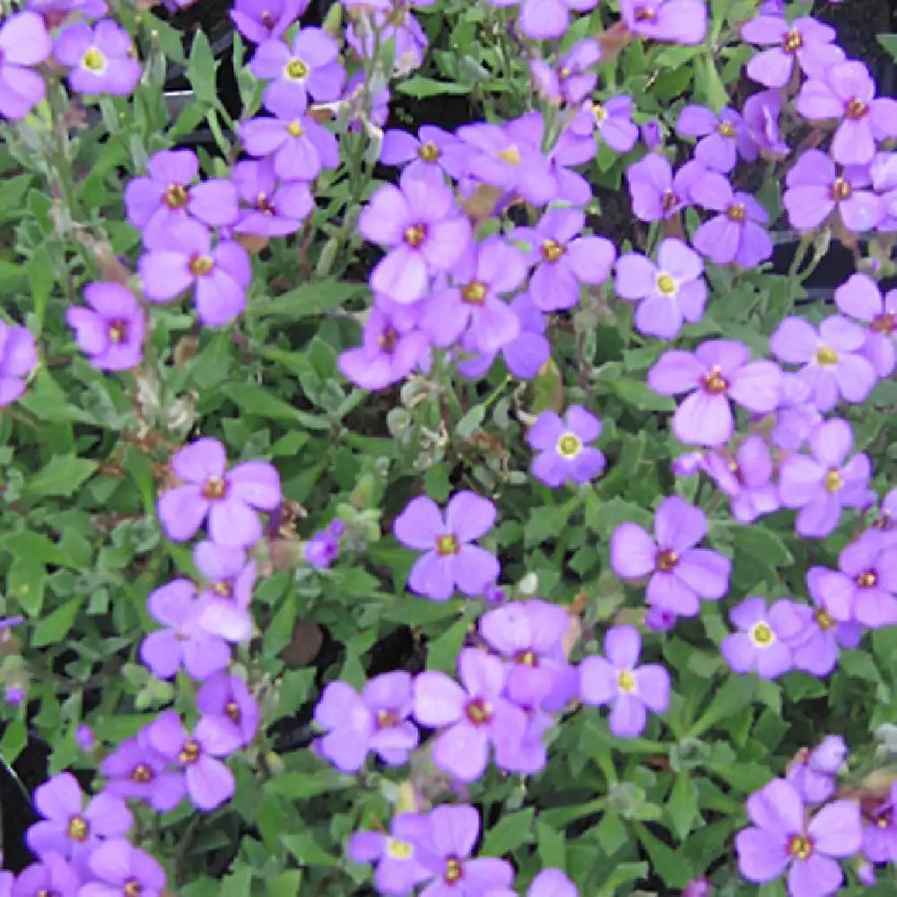 AUBRIETA 'Hürth'