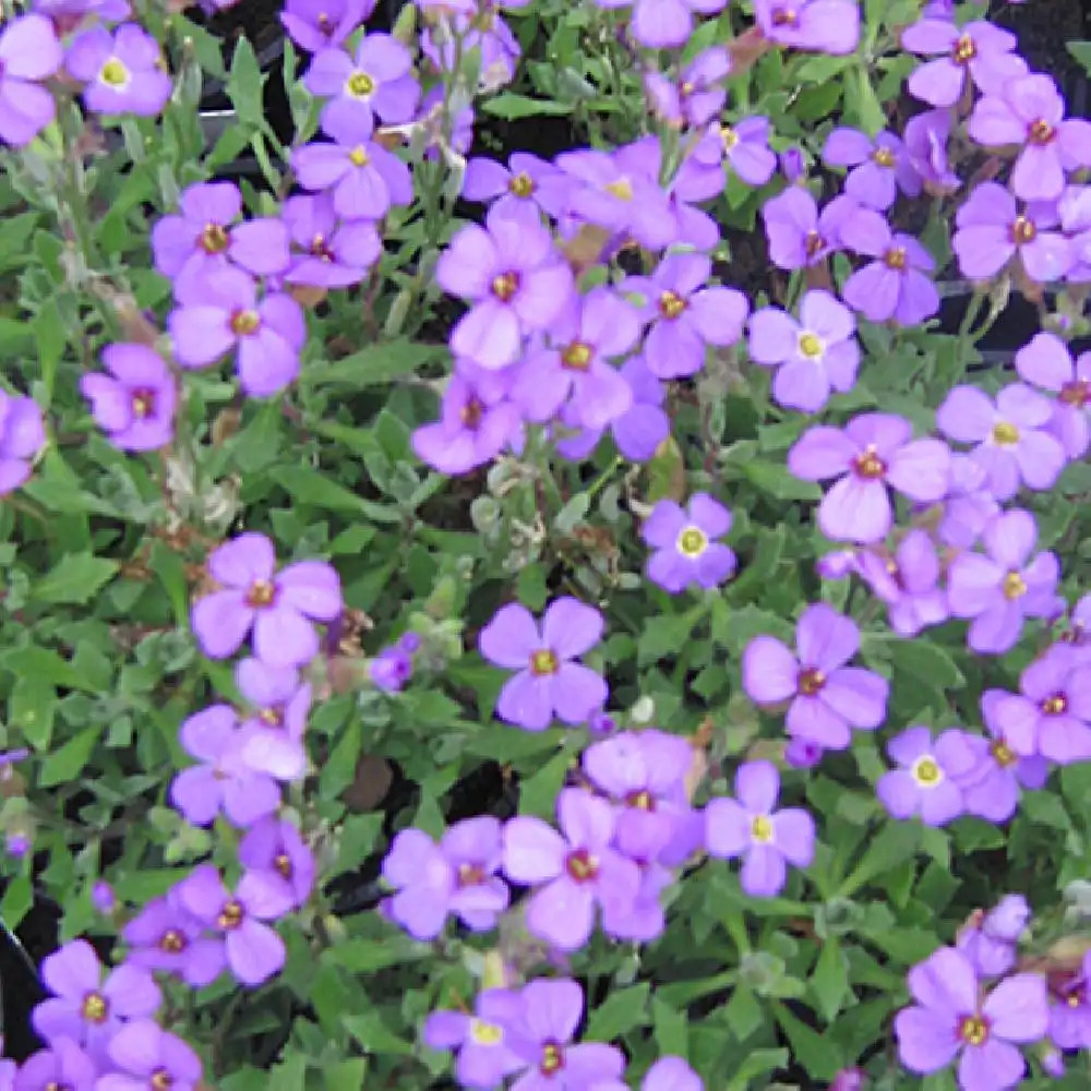 AUBRIETA 'Hürth'