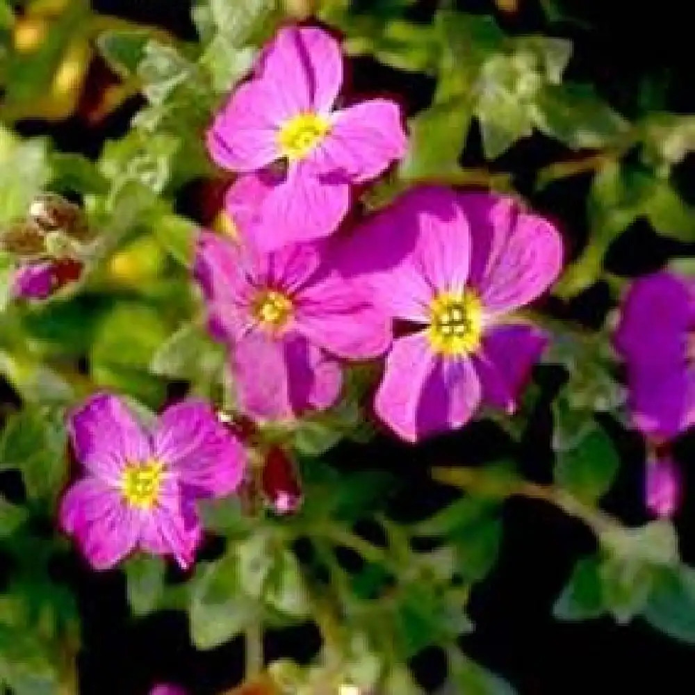 AUBRIETA 'Jeanne Cayeux'