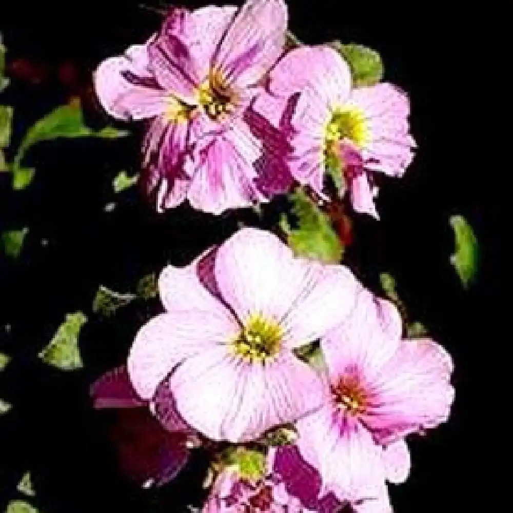 AUBRIETA 'Midinette'