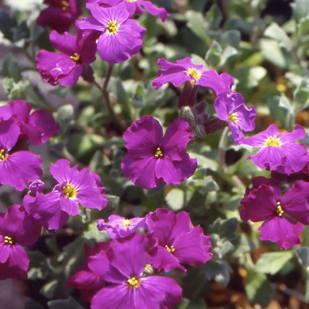 AUBRIETA 'Red Dyke'