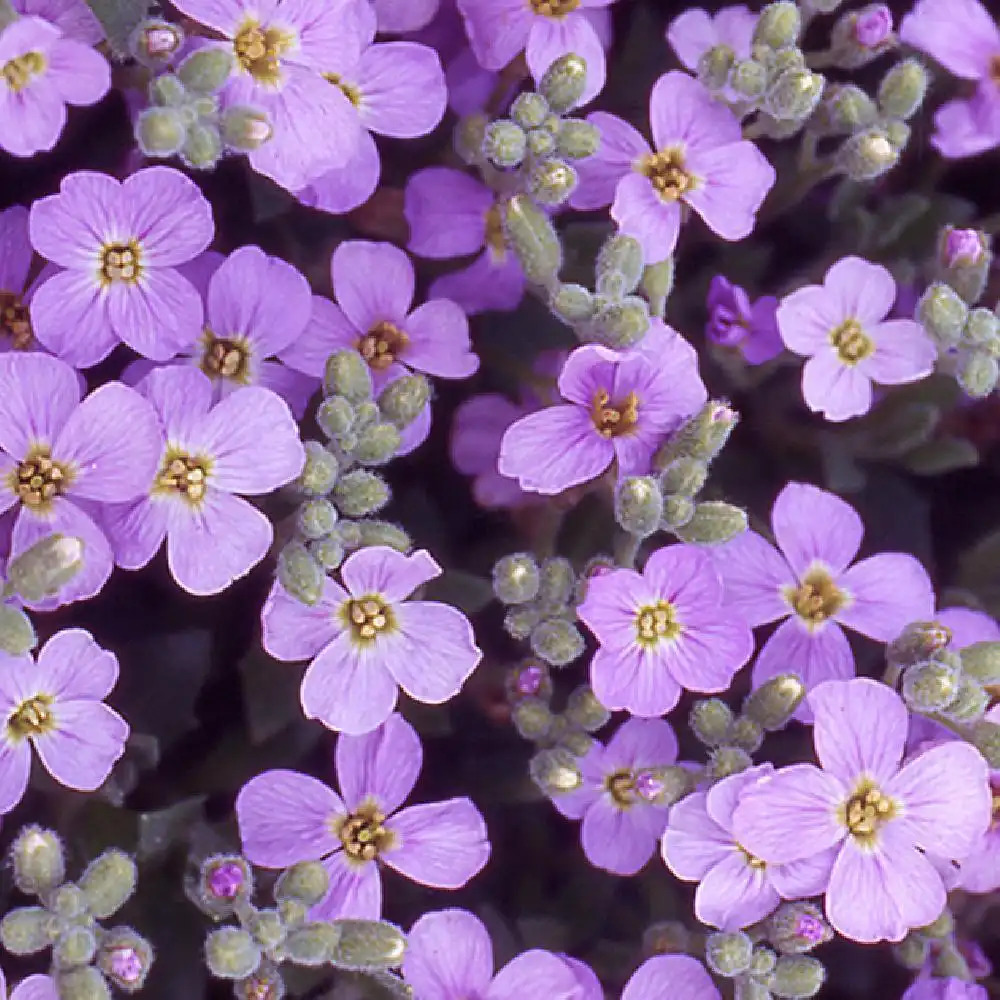 AUBRIETA 'Royal violet'