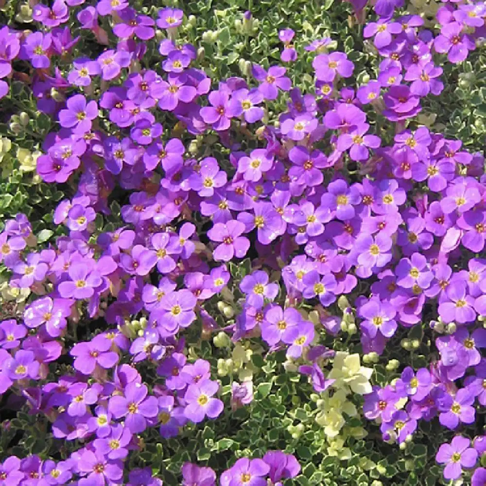 AUBRIETA 'Silberrand'