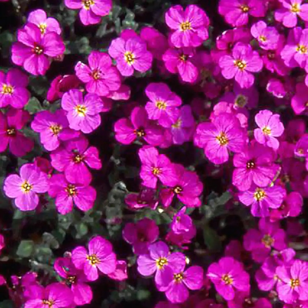 AUBRIETA 'Tauricola'