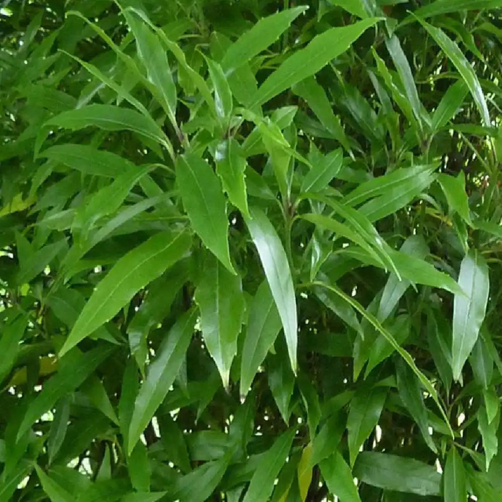 AUCUBA japonica f.longifolia 'Salicifolia'