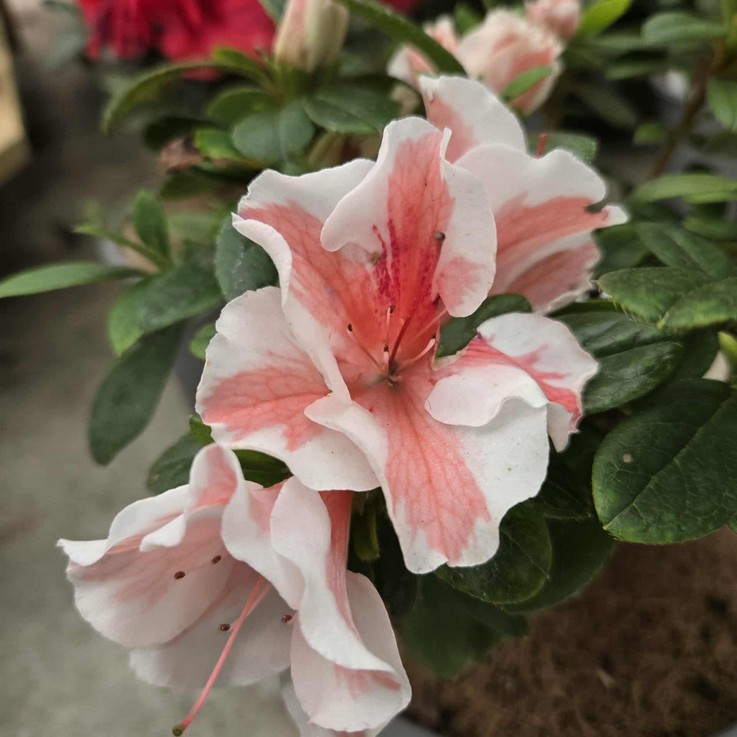 AZALEA ENCOREÂ® 'Starburst'