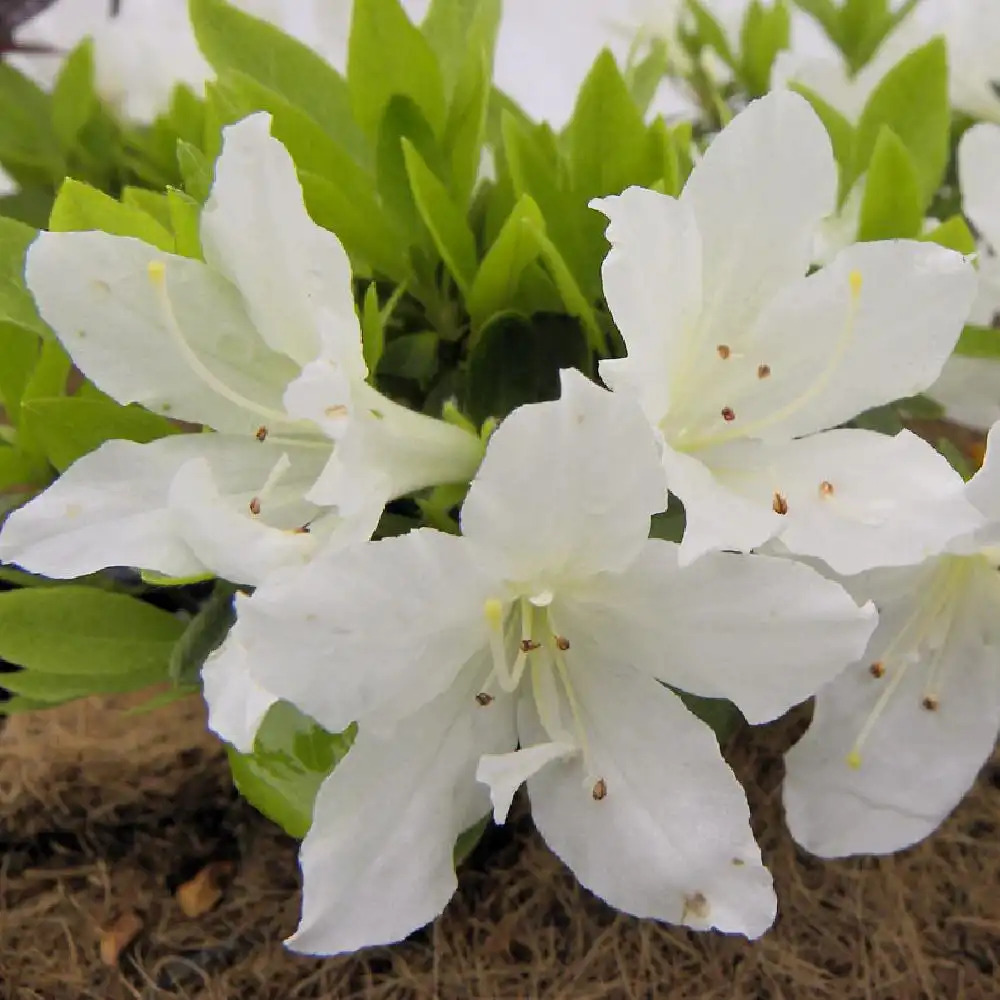 AZALEA japonica 'Adonis'