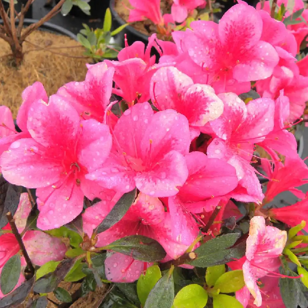 AZALEA japonica 'Andante'