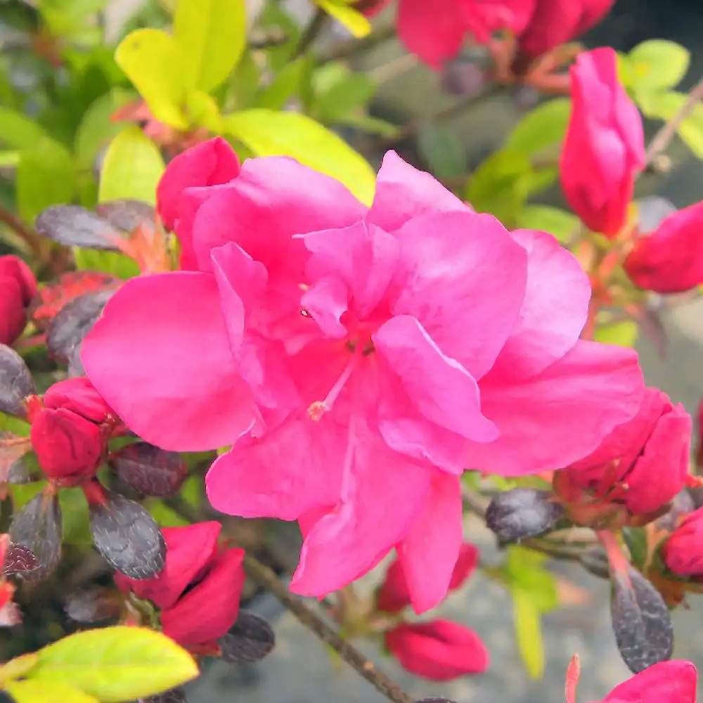 AZALEA japonica 'Arabesk'