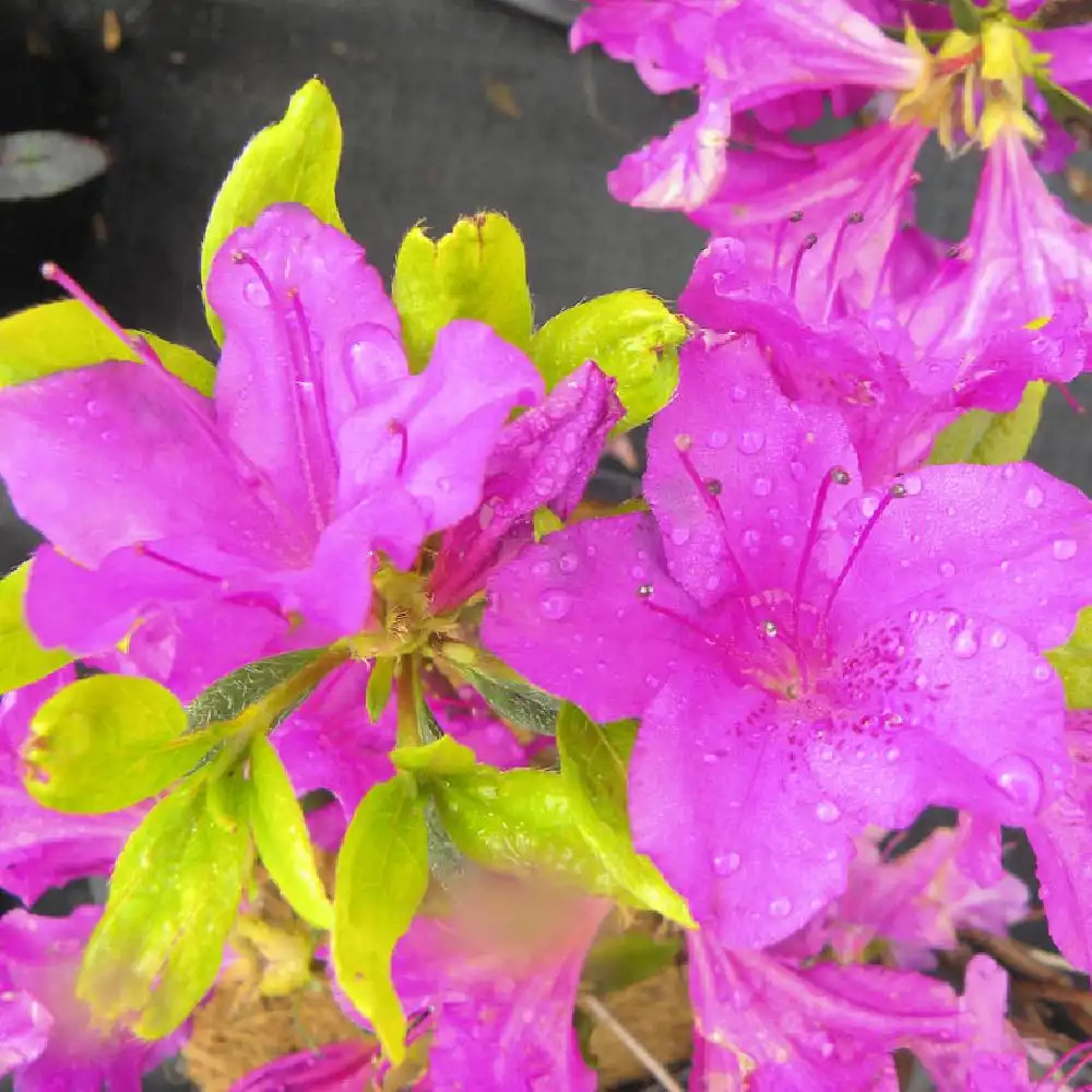 AZALEA japonica 'Blue Danube'