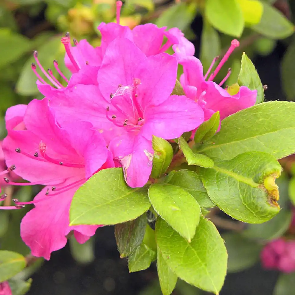 AZALEA japonica 'Blue Monday'